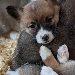 Beagle and Pembroke Welsh Corgi Puppies from Country Acres Farm