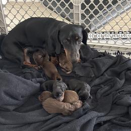 Stella - Dachshund