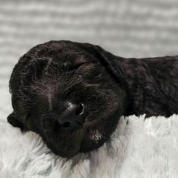 Zoey - Blue female Bedlington Terrier puppy in Rincon, Georgia from Prismic Bedlington Terriers
