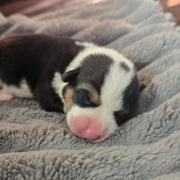Tri Male - Black and tan male Pembroke Welsh Corgi puppy in Tenino, Washington from LoneStar Corgis NW