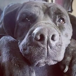 Cane Corso from Cane Corso Ceto