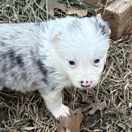 Phoenix - Blue merle female Border Collie puppy in Mckinney, Texas from Border Collies of Ruidoso