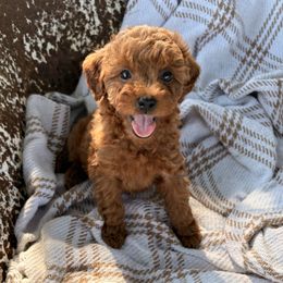 Rusty - Red  male Poodle puppy in Florida from Rouge Poodles