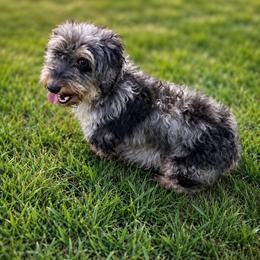 Poppy - Dapple female Dachshund puppy in Pleasant Plains, Arkansas from JGBs Silver Spur Dachshunds