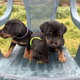 Jagdterrier Puppies from Oregon Jagdterrier