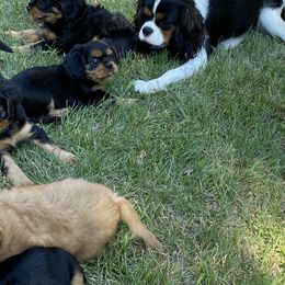 Cavalier King Charles Spaniel and Companion Cross Puppies from Bluffroads Cavaliers and Chiliers