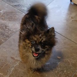 Yingjun - Beaver male Pomeranian puppy in Santa Ana, California from MattSue Notalapdog