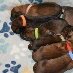 Belgian Malinois and Dutch Shepherd Puppies from Cavalier K9