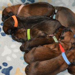Belgian Malinois and Dutch Shepherd Puppies from Cavalier K9
