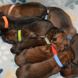 Belgian Malinois and Dutch Shepherd Puppies from Cavalier K9