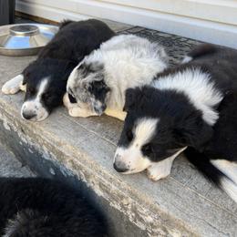 Border Collie Puppies from Roaring River Border Collies