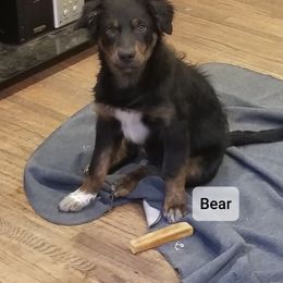 Australian Shepherd Puppies from Northridge Australian Shepherd Puppies
