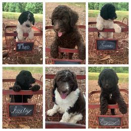 Labradoodle and Poodle All Grown Up from Nacadoodles