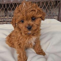 Bailey - Red female Cavapoo puppy in Blackfoot, Idaho from Rocky Desert Goldens and Cavaliers