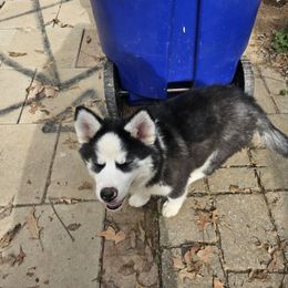 Siberian Husky Puppies from Apple Oak Castle Siberians