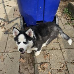 Siberian Husky Puppies from Apple Oak Castle Siberians