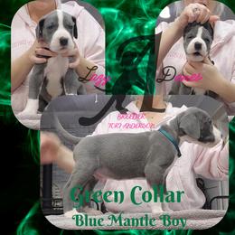Green Collar Boy - Blue and white male Great Dane puppy in Longview, Texas from Lazy A Danes
