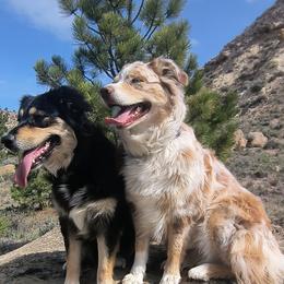 Australian Shepherds from Diane's Australian Shepherds
