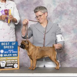 Pru - Brussels Griffon