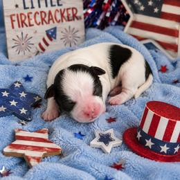 Tide - Liver and white male Shihpoo puppy in Hertford, North Carolina from Heaven Sent Shihpoo's