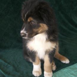 Australian Shepherds from OutBack Aussie OutLaws