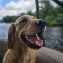 Sadie - Golden Retriever