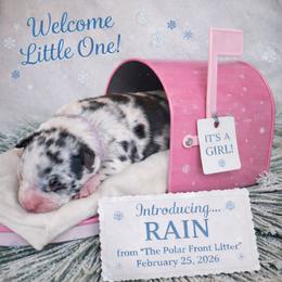 Girl 4 - Blue merle female Australian Shepherd puppy in Dalton, Georgia from Furtabulous Paws Australian Shepherds & Border Collies