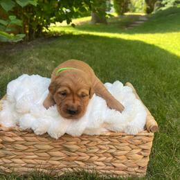 Kiwi - Dark golden female Golden Retriever puppy in Provo, Utah from Rocky Mountain Field Goldens