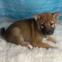 Lucca - Sesame male Shiba Inu puppy in Inverness, Florida from Shore Thing Shiba’s