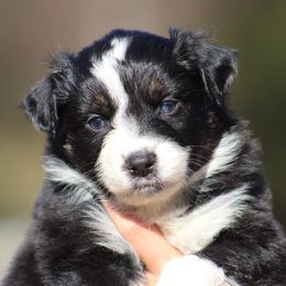 Soul - Black tri-color female Australian Shepherd puppy in Springville, Alabama from Cross Creek Aussies
