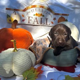 Black collar - Chocolate male Labrador Retriever puppy in Cortez, Colorado from Aloha Lab Pups of SW Colorado