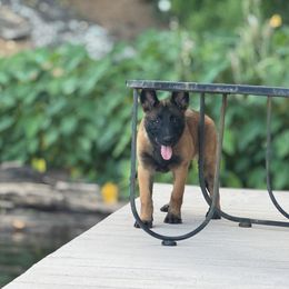 Belgian Malinois Puppies from Fromage Malinois