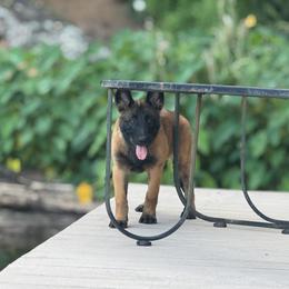 Belgian Malinois Puppies from Fromage Malinois