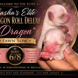 Dragon - Cream male Chihuahua puppy in New Castle, Delaware from Sasha’s Elite Kennel LLC