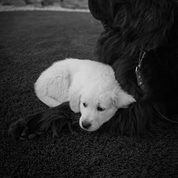 Golden Retriever Puppies from Brightside Goldens