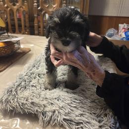 Miniature Schnauzer Puppies from Aljamar and suelen