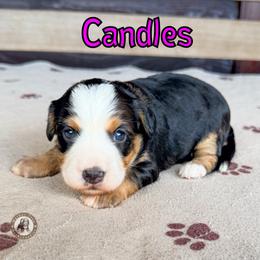 Candles - Tri-color female Bernedoodle puppy in Banner Elk, North Carolina from Walnut Tree Bernedoodles