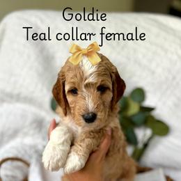 Cavalier King Charles Spaniel and Goldendoodle Puppies from Buck's pups