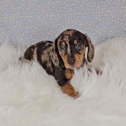 Dachshund Puppies from Newbern's Nuggets