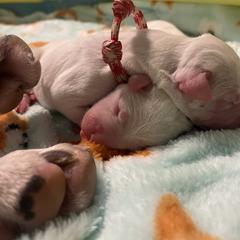 Dogo Argentino Puppies from Savs_sk9