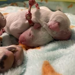Dogo Argentino Puppies from Savs_sk9