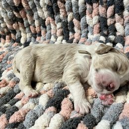 Double Doodle and Goldendoodle Puppies from Doodle Family