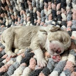 Double Doodle and Goldendoodle Puppies from Doodle Family