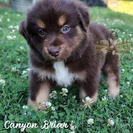 Canyon Briar - Red tri male Miniature Australian Shepherd puppy in Muskogee, Oklahoma from Tagalong Lane Australian shepherds