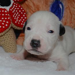 Steve - male Alapaha Blue Blood Bulldog puppy in Walbridge, Ohio from United Alapaha Bulldogs