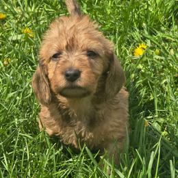 Red Wire Girl - Red female Dachshund puppy in Cheney, Washington from Nouvelle Standard Dachshunds