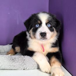 Raven3Girl6- BTF,LONGtail,AKC,OFAs,Genetics - Black tri-color female Australian Shepherd puppy in South Hill, Virginia from Silverside Aussies LLC