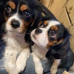 Cavalier King Charles Spaniel and Cavapoo Puppies from K&R Cavaliers
