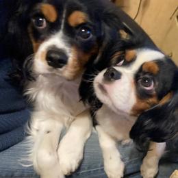 Cavalier King Charles Spaniel and Cavapoo Puppies from K&R Cavaliers