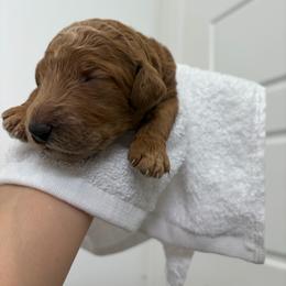 Pistachio collar - Red  female Poodle puppy in San Benito, Texas from Irene's Poodles